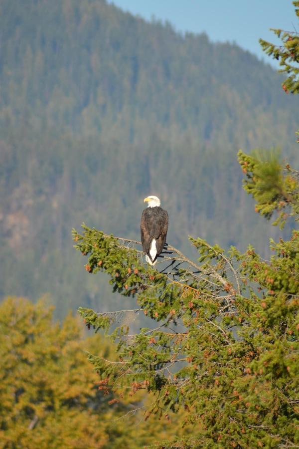 The Eagles' Nest Bed And Breakfast Troy Eksteriør bilde